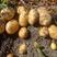 土豆新疆土豆黄心土豆本地客商，种植大户代收代卖
