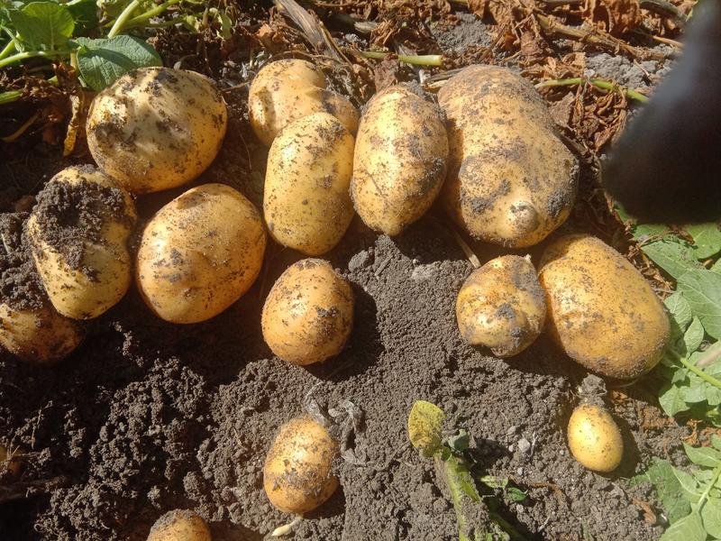 土豆新疆土豆黄心土豆本地客商，种植大户代收代卖