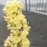 桂花