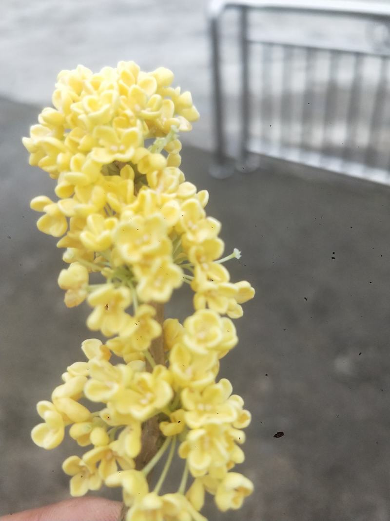 桂花
