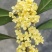 桂花