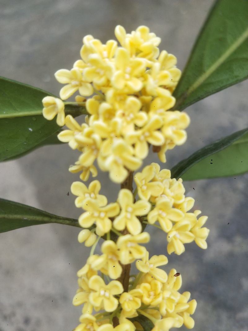 桂花