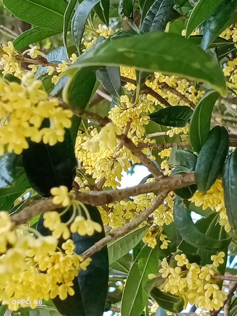 桂花