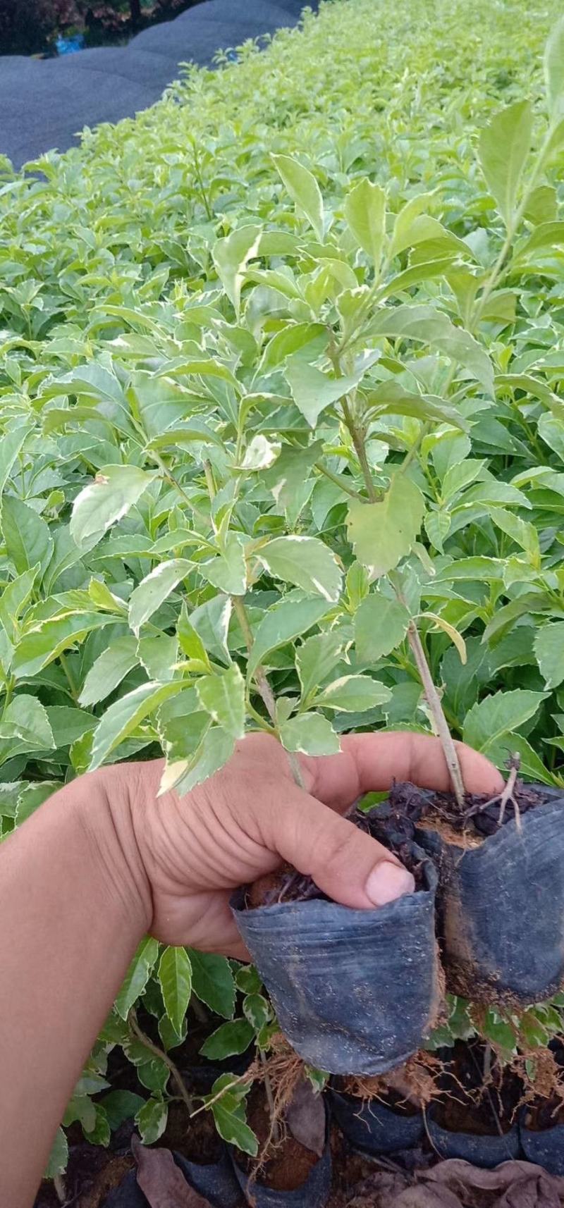 花叶连翘花叶假连翘基地常年供应各类地被苗