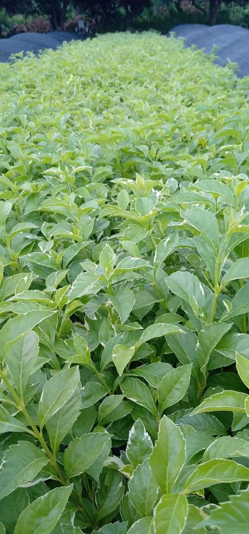 花叶连翘花叶假连翘基地常年供应各类地被苗