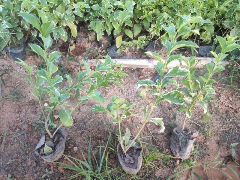 花叶连翘花叶假连翘基地常年供应各类地被苗