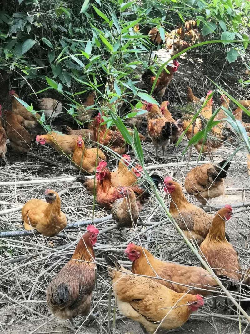 全散养、生态青脚土鸡