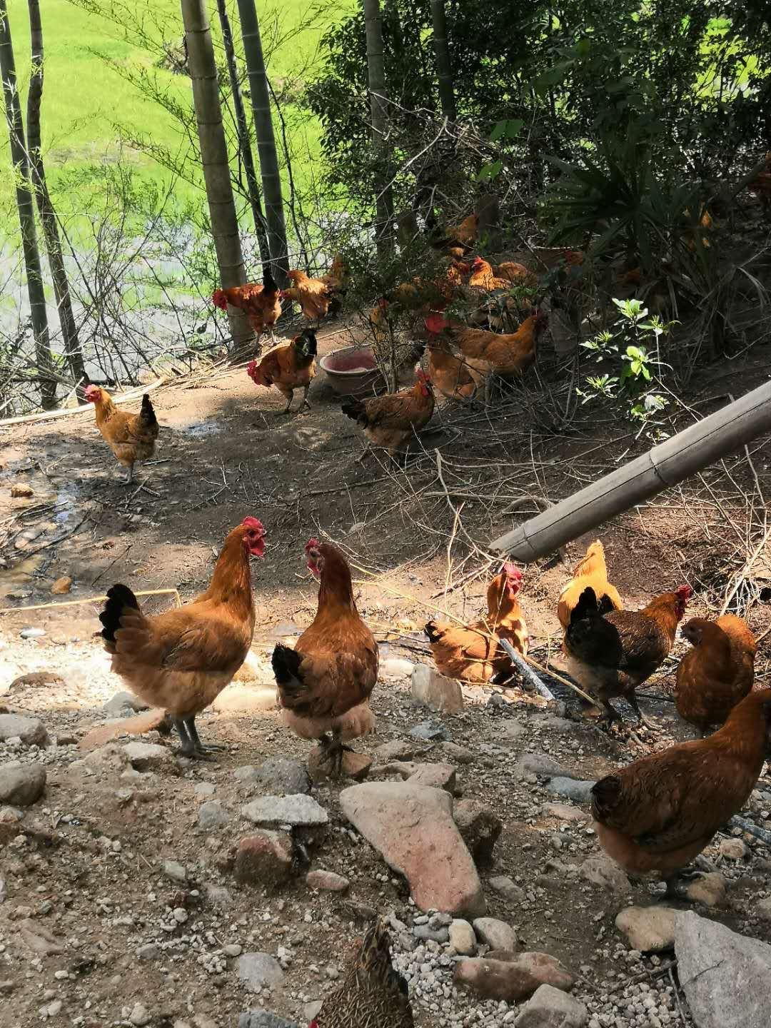 全散养,生态青脚土鸡