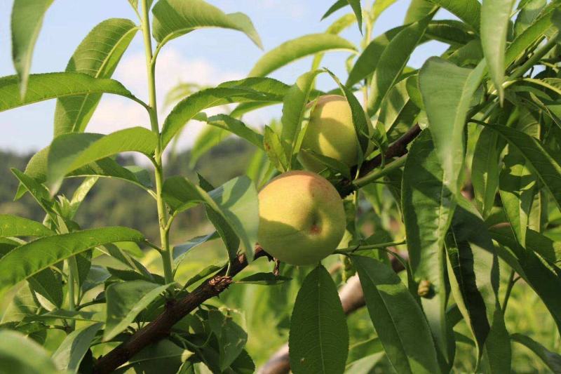 大量出售嫁接桃苗四川胭脂脆桃黄桃晚湖景桃冬桃等