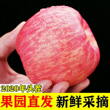 特级鲜水果红富士苹果脆甜条红片苹果冰糖心脆甜可口多汁富