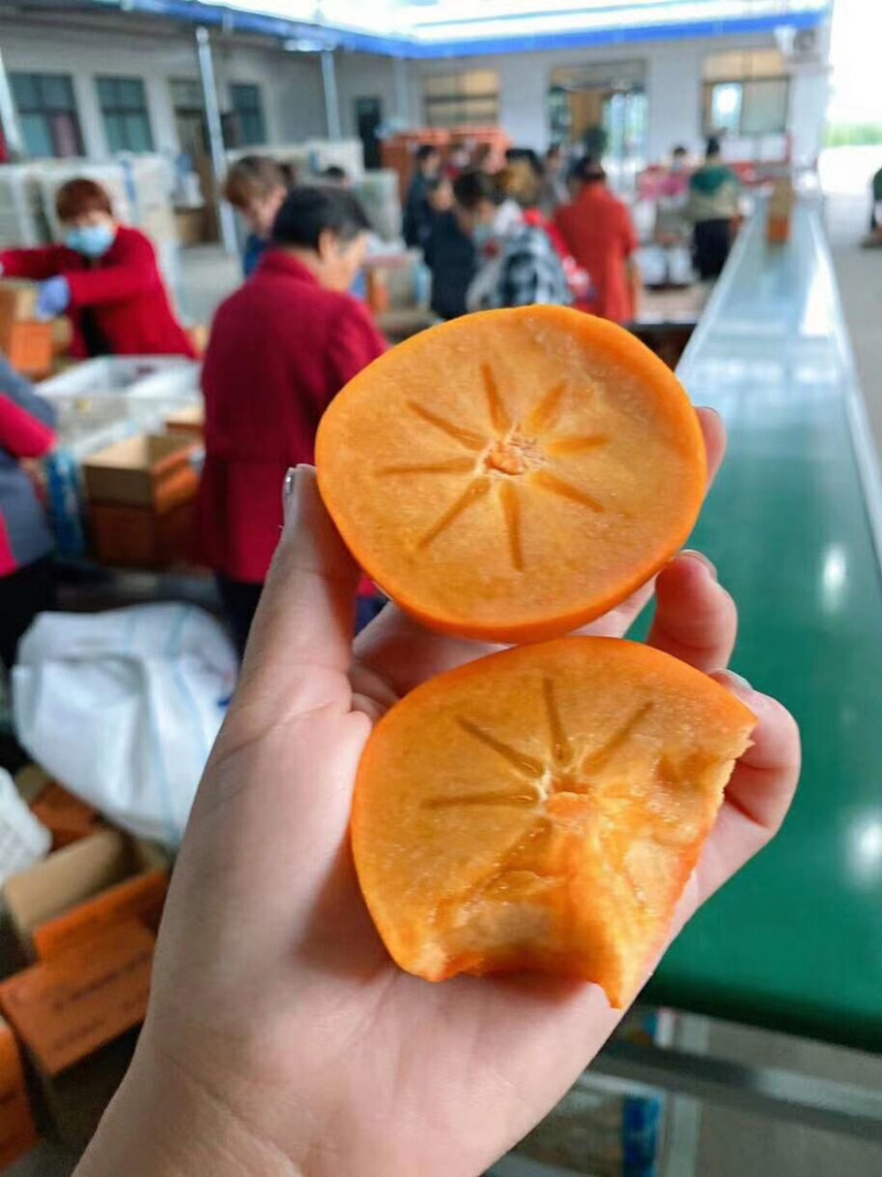 脆皮甜柿子，顺丰包邮，阳丰柿子，一件代发