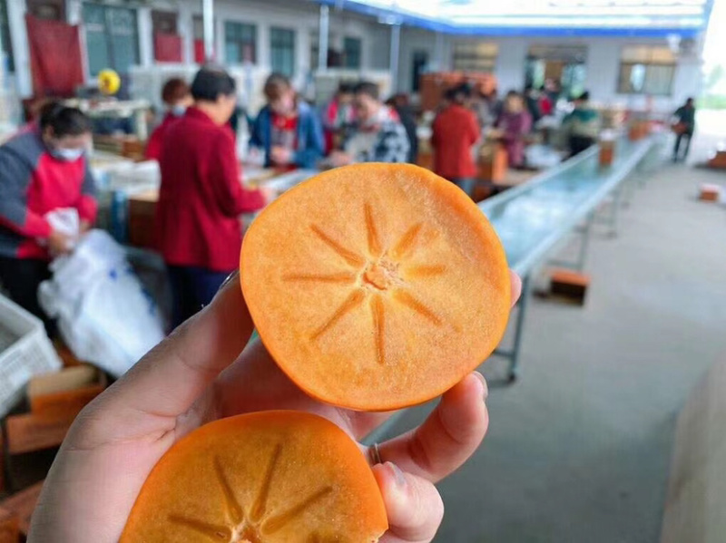 脆皮甜柿子，顺丰包邮，阳丰柿子，一件代发