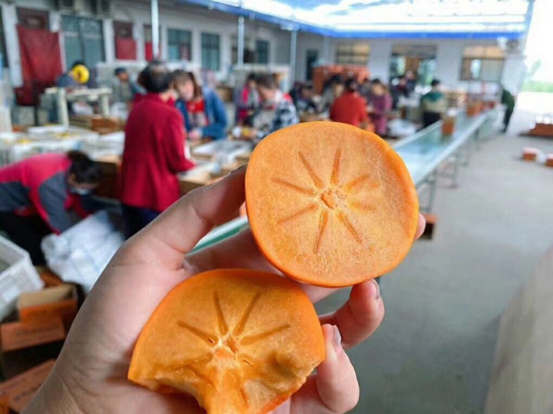 脆皮甜柿子，顺丰包邮，阳丰柿子，一件代发