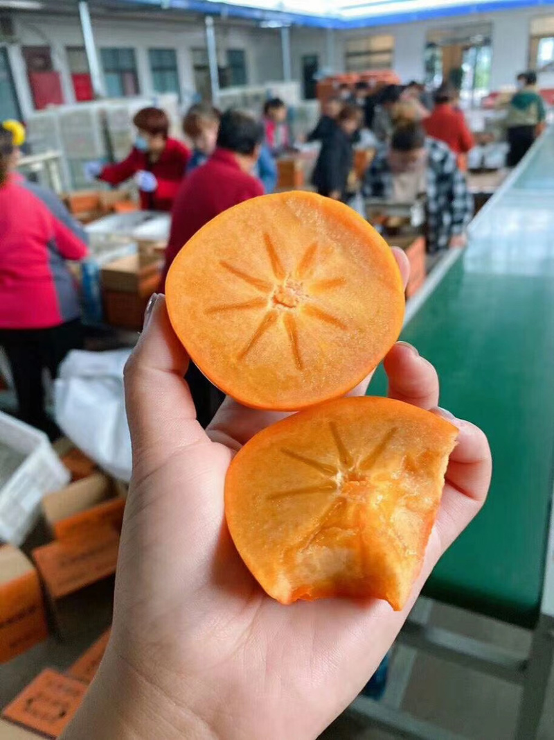脆皮甜柿子，顺丰包邮，阳丰柿子，一件代发