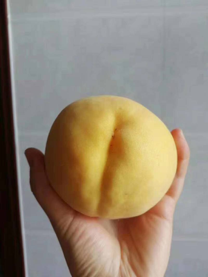 新黄一桃苗，新品种，个头大，口感脆甜，产量高