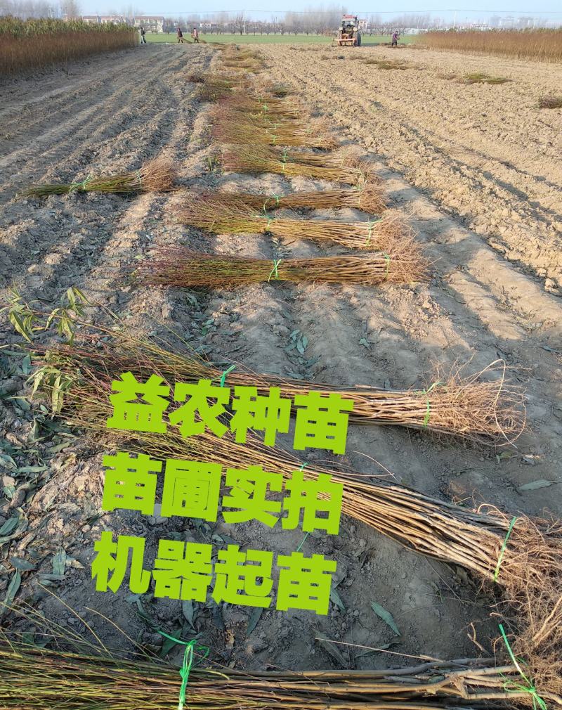 新黄一桃苗，新品种，个头大，口感脆甜，产量高