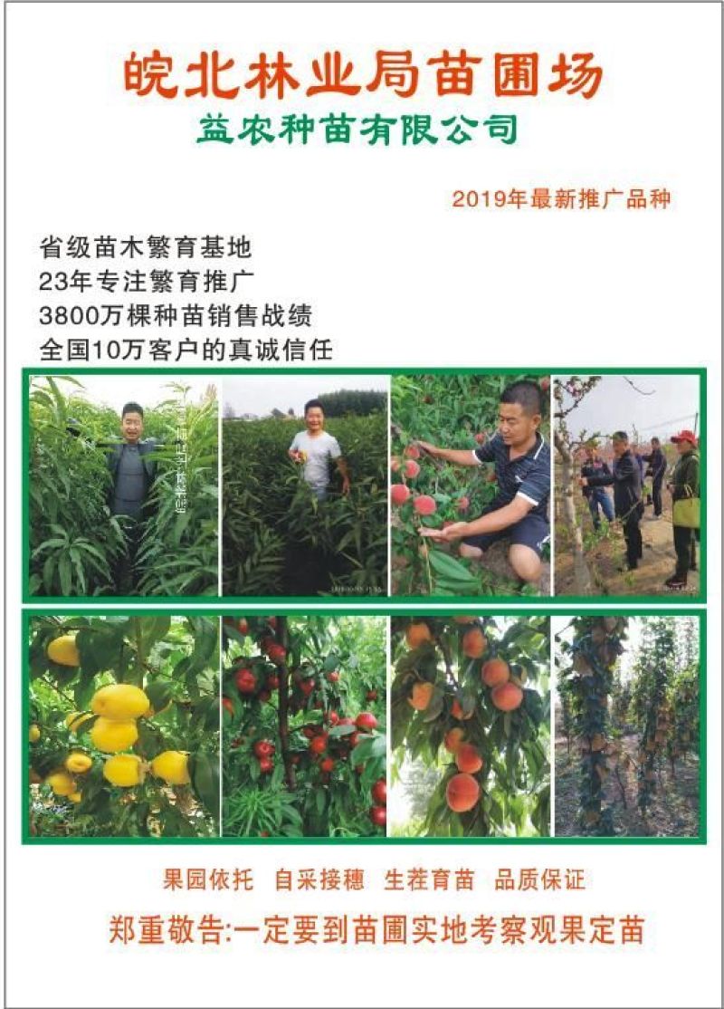 新黄一桃苗，新品种，个头大，口感脆甜，产量高