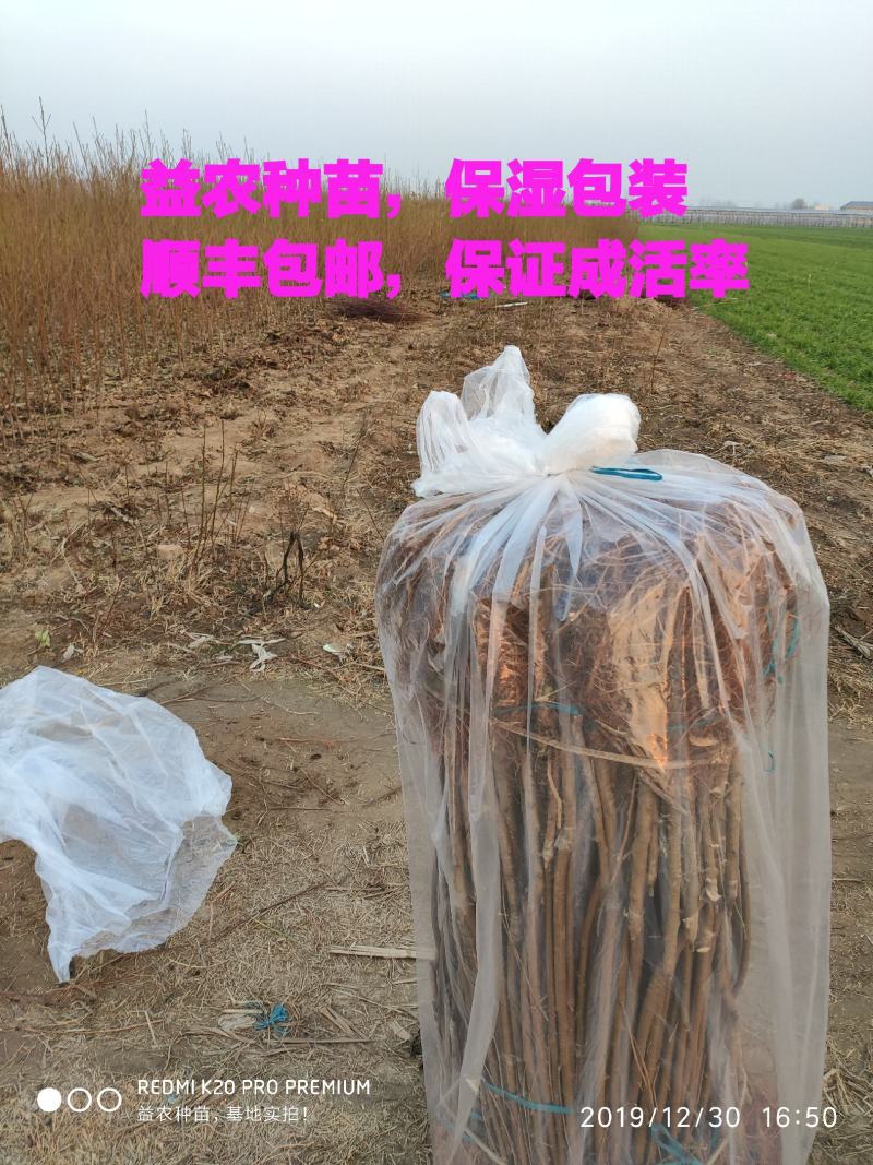 新黄一桃苗，新品种，个头大，口感脆甜，产量高