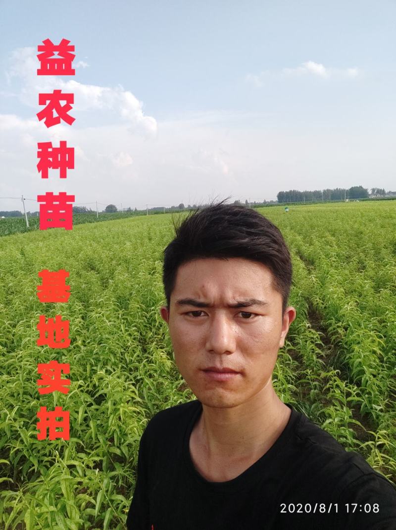【热销商品】皖南黑桃树苗（乌桃），山区野生品种