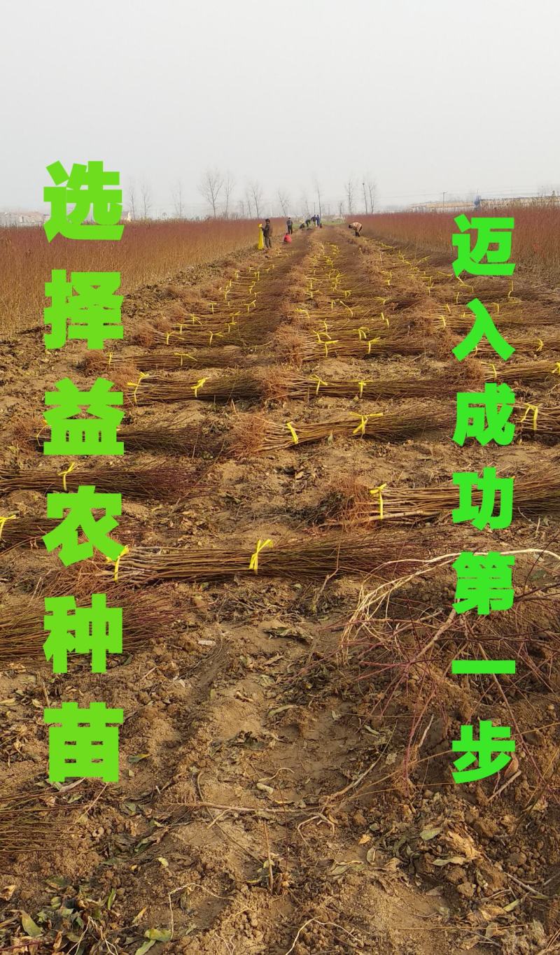 【热销商品】皖南黑桃树苗（乌桃），山区野生品种
