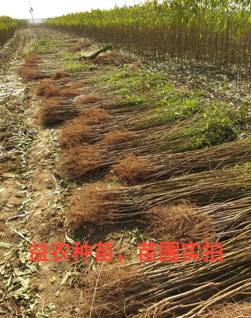 【热销商品】皖南黑桃树苗（乌桃），山区野生品种