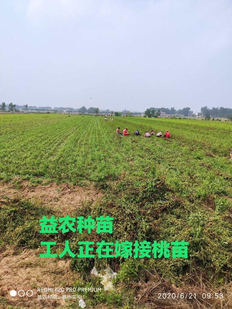 【热销商品】皖南黑桃树苗（乌桃），山区野生品种