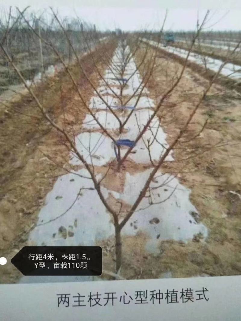 美脆桃树苗5月中旬成熟，露天早上市全红，果面全红