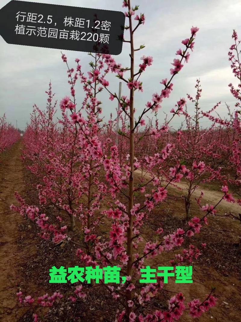 春丽桃树苗，本人承诺:包品种，包结果，技术服务，死苗补发