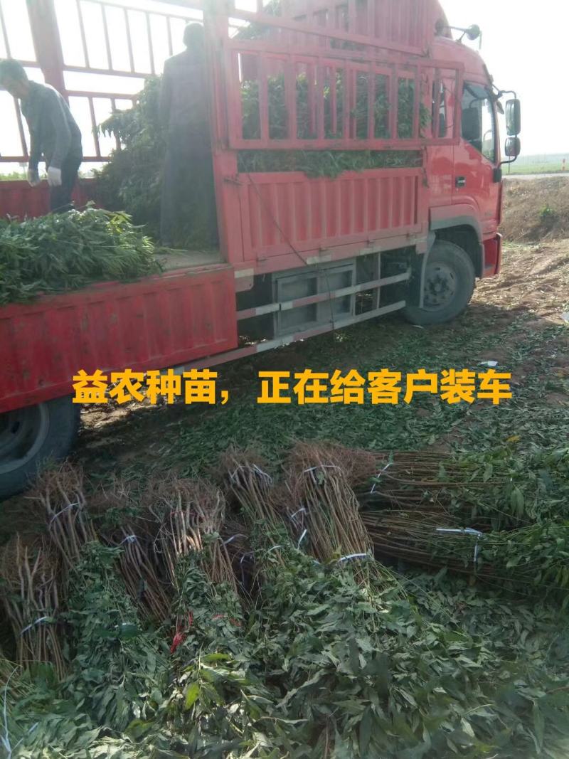 春丽桃树苗，本人承诺:包品种，包结果，技术服务，死苗补发