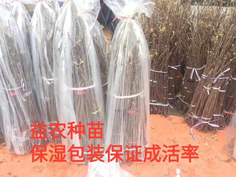 春丽桃树苗，本人承诺:包品种，包结果，技术服务，死苗补发