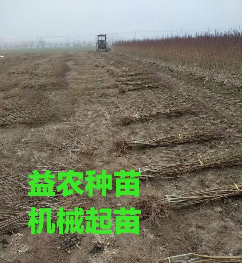 春丽桃树苗，本人承诺:包品种，包结果，技术服务，死苗补发