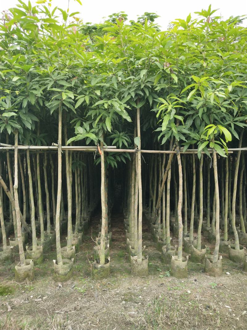 广东绿化芒果树大小规格米径4~5~6~8~10~12公分