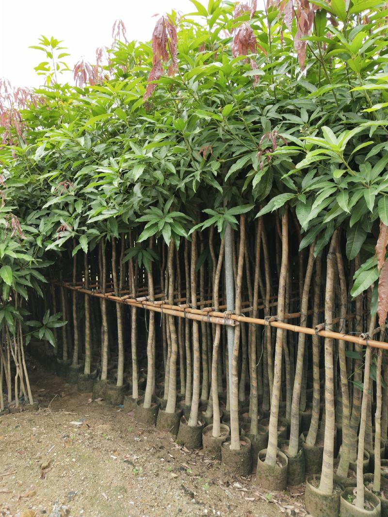 广东绿化芒果树大小规格米径4~5~6~8~10~12公分