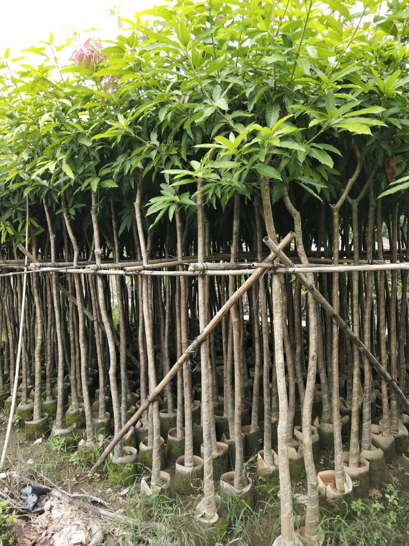 广东绿化芒果树大小规格米径4~5~6~8~10~12公分