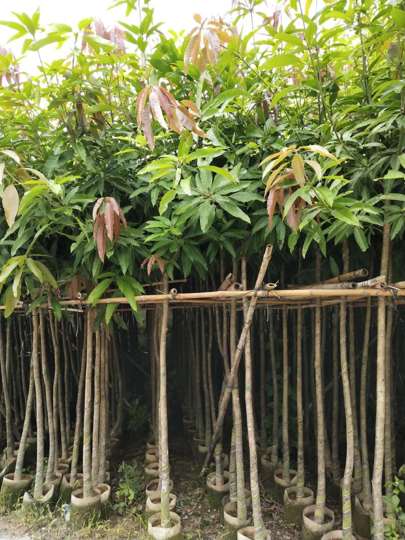 广东绿化芒果树大小规格米径4~5~6~8~10~12公分