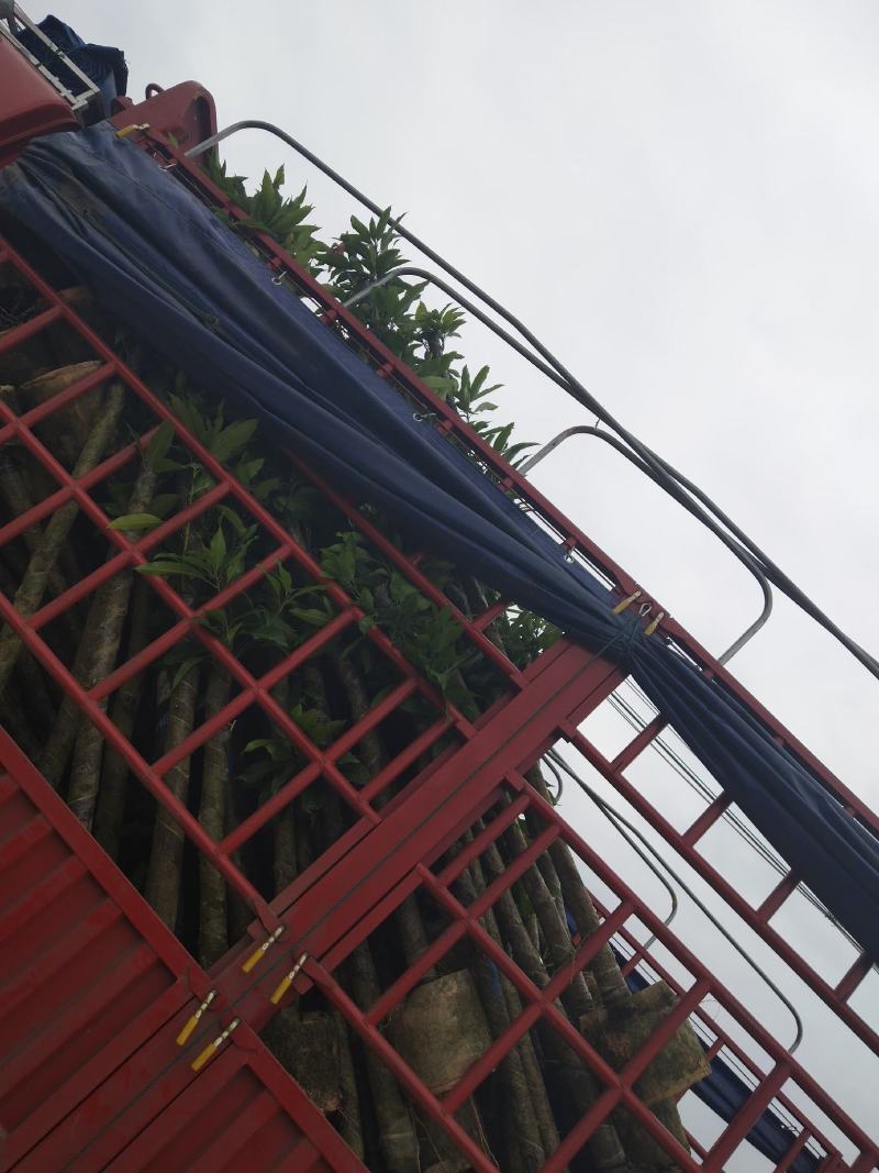 广东绿化芒果树大小规格米径4~5~6~8~10~12公分