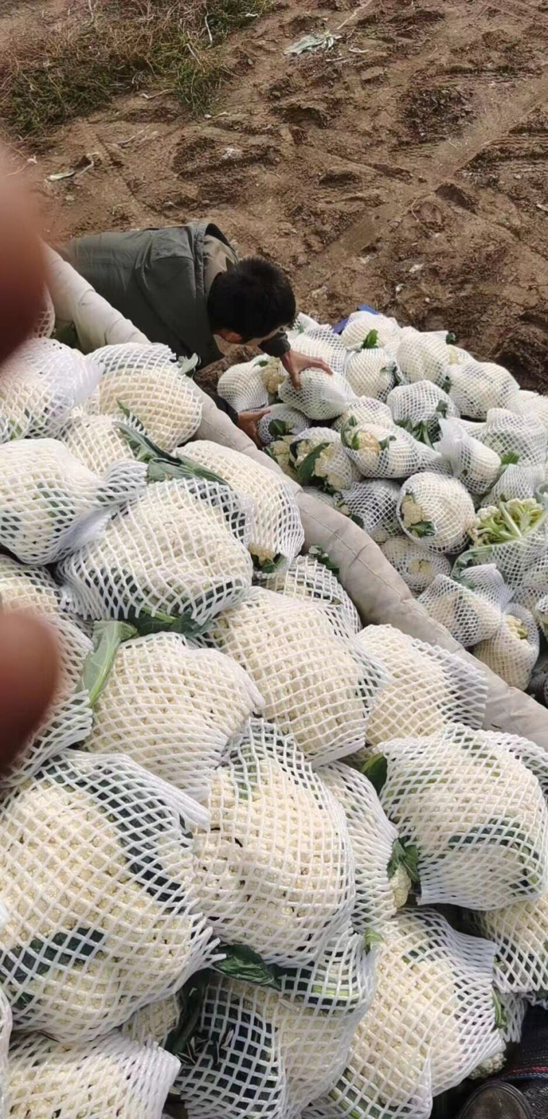 产地直销各种季节菜品种好，质量优