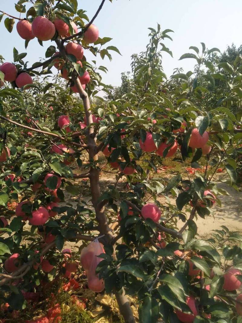辽宁寒富苹果产地直销个头均匀质量保证火爆预售中