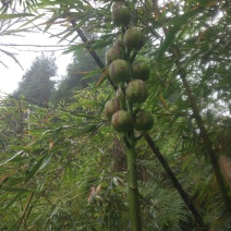 乔麦叶大百合种子，种球，成品块茎