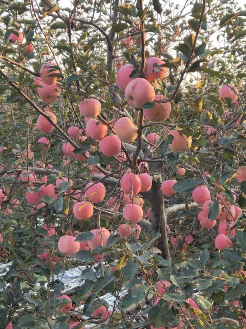 【贵州红富士苹果】专业代办万亩基地视频看货选货一手货