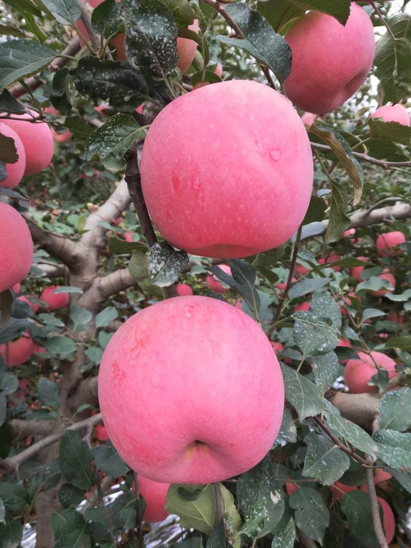 红富士苹果河南苹果产地直发一手货源两大优惠欢迎考察