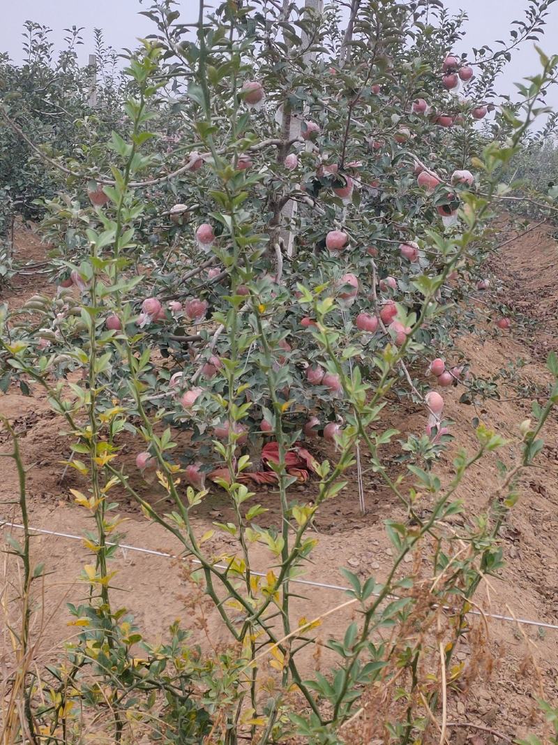 红富士苹果河南苹果产地直发一手货源两大优惠欢迎考察