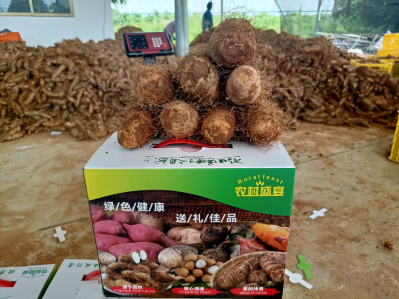 大量甜薯（毛薯）上市啦