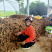 大量甜薯（毛薯）上市啦
