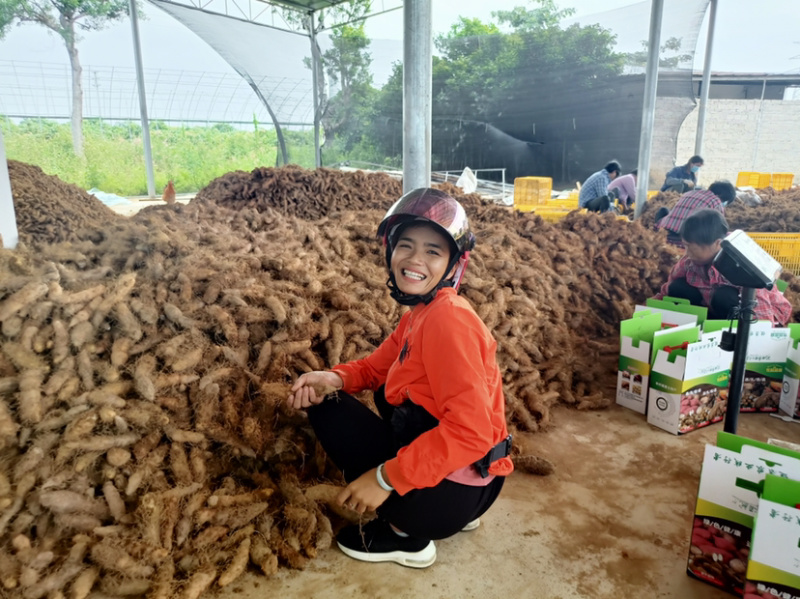 大量甜薯（毛薯）上市啦