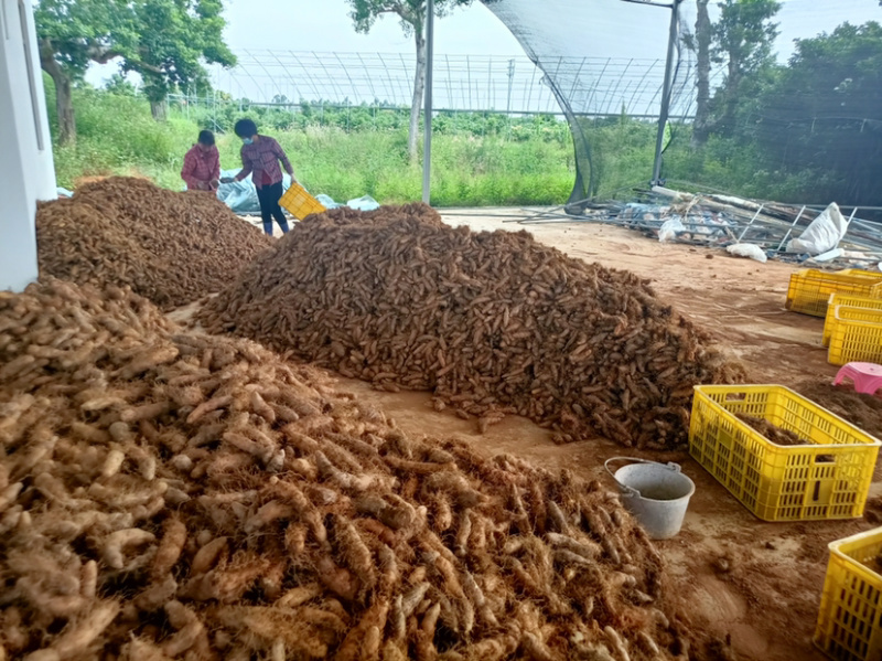 大量甜薯（毛薯）上市啦