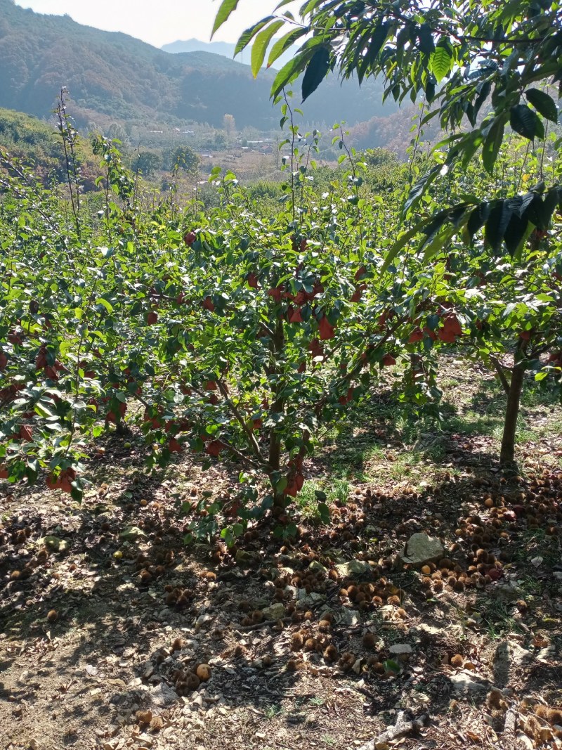 大山深处的金香翠（糖梨）可视频看货，产地直发。