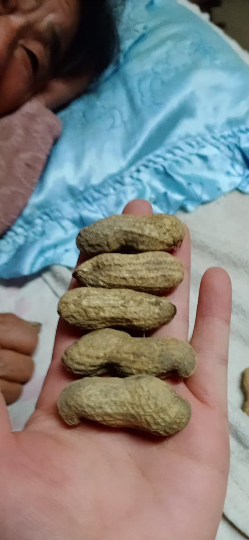 大量批发鲁花生，小日本花生，高品质无中间商，快来选购亲么