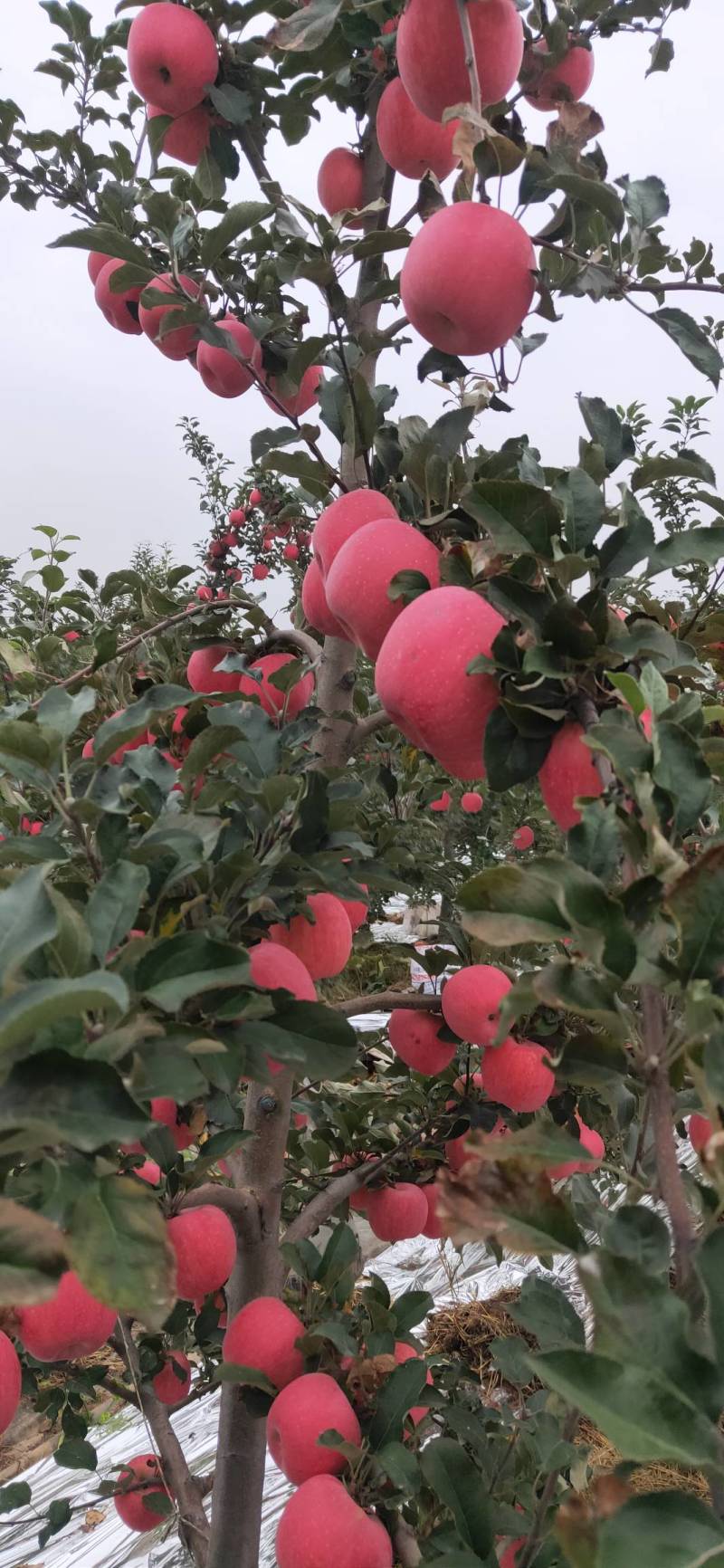 山西翼城万苗苹果生产基地