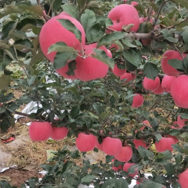 山西翼城万苗苹果生产基地